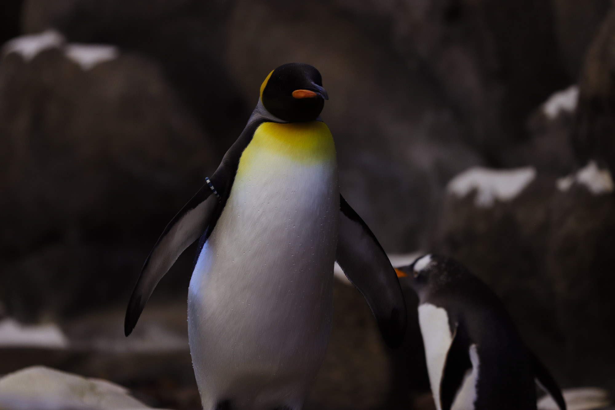 The unique form of the King Penguin is often cited as awkward, judging by how they walk. But it is water, not land, that informs their form. When in their ideal conditions, these creatures exhibit a grace and flow unlike any other. Even still, the hint of color they display standing on land serves as a subtle nod to the wonders hidden from display.