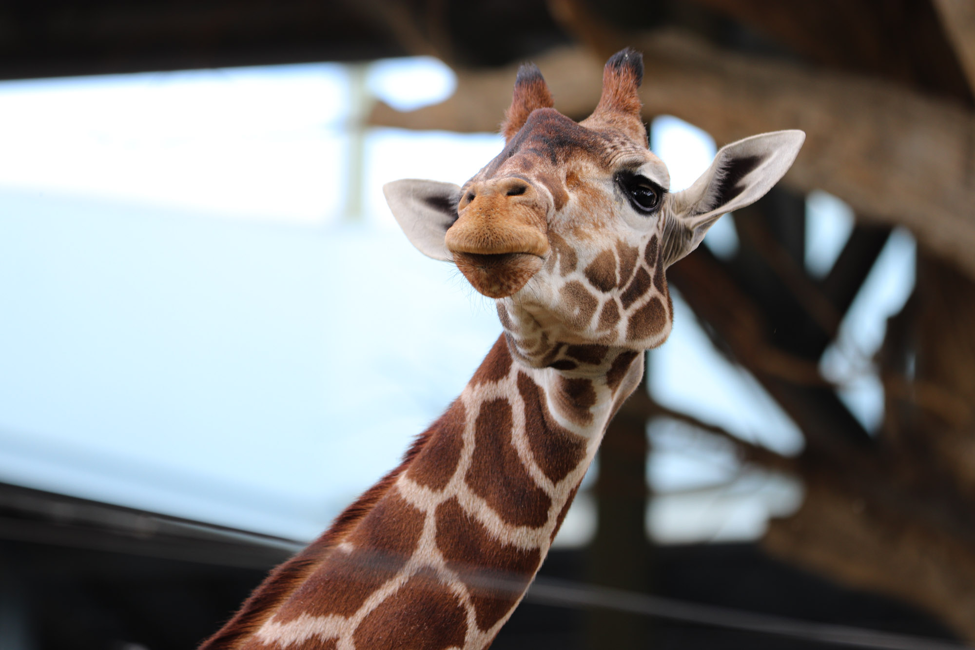 High above the ground, the Giraffe literally inhabits a space and a perspective we cannot see. Yet through the power of a zoom lens, we can lift ourselves up, to see their wry smile, and feel the joy that they feel from their lofty view.