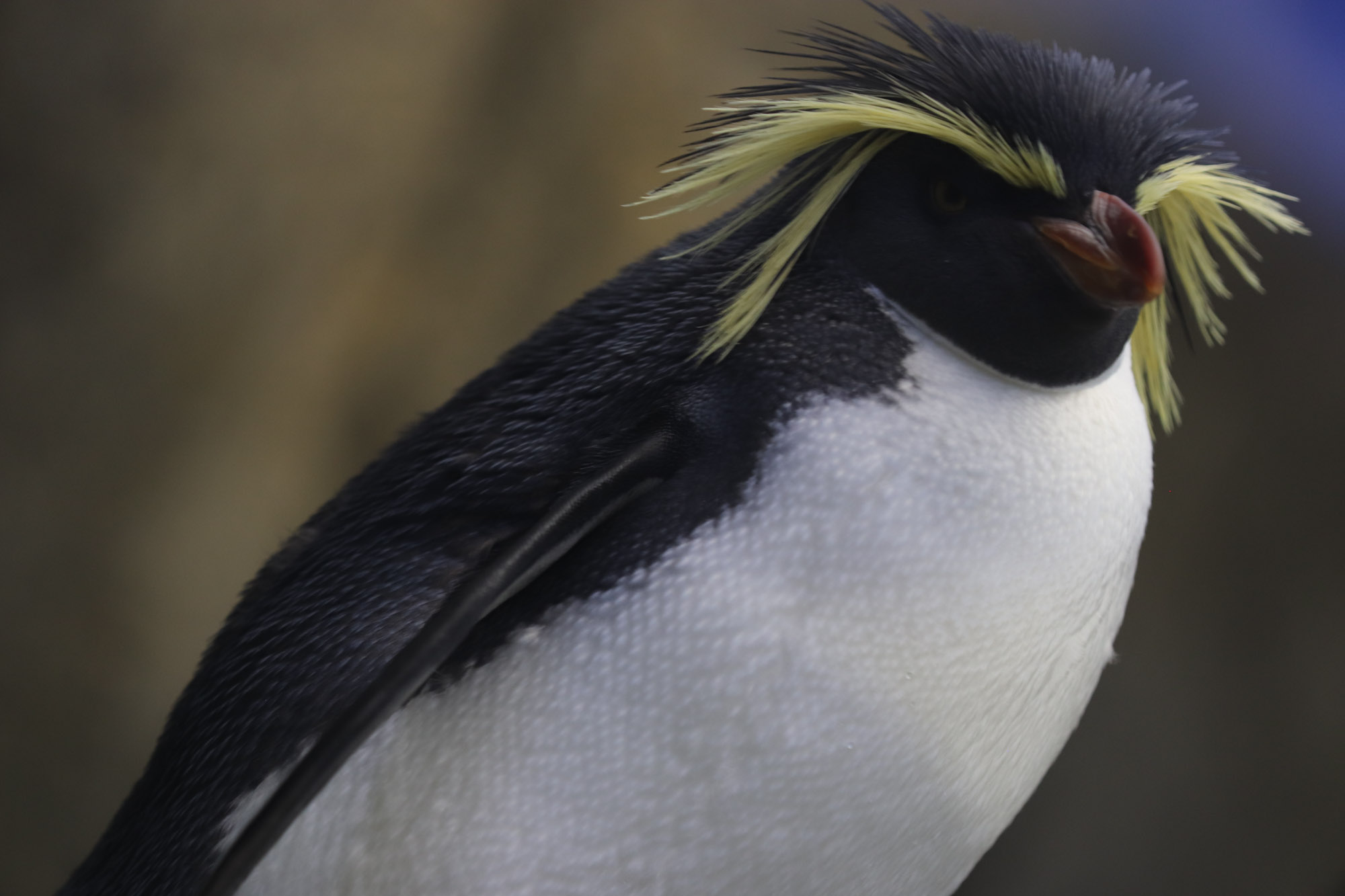 A Rockhopper penguin displays a vibrance and energy, even standing still. Though it has identical coloring, the smooth lines of the King are very different from the suggestion of movement radiating out with the feather display on the head of the Rockhopper.